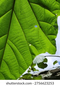 The underside of a large princess tree leaf with a hole in it, showing the sky beyond