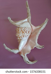 365 Underside shell Images, Stock Photos & Vectors | Shutterstock