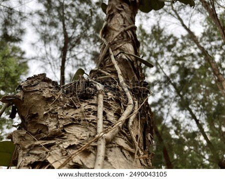 Underside of a large tree branch, with thick vines growing up and around it.  Sunlight filters through the leaves at the top, casting dappled light on the green vines.