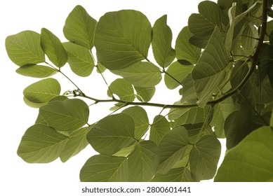 The underside of a leaf of the Ficus lyrata Warb plant, photographed against the light.