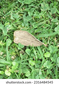 The underside of a leaf laying on grass with lots of clover