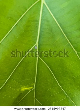 underside of a leaf, A scale insect, entire leaf , wallpaper, background or texture, green leaves