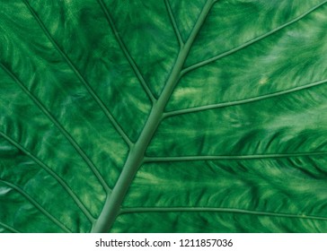 Underside Of The Leaf Of A Tropical Plant