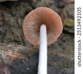 Underside of mushroom cap with gills macro, the fungi hat lying on wooden surface.
