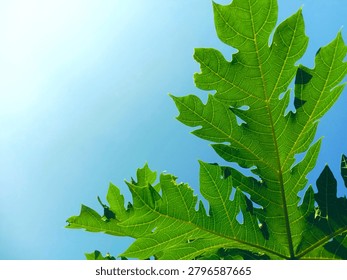 the underside of the papaya leaf is partially visible