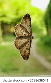 The underside of Peribatodes Secondaria (The Feathered Beauty) as seen on a window with the sun shining through its wings
