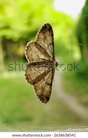 The underside of Peribatodes Secondaria (The Feathered Beauty) as seen on a window with the sun shining through its wings
