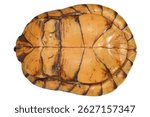 The underside, or plastron of an adult Gulf coast box turtle, Terrapene carolina major, the largest of the North American Box Turtles, white background.