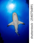 The underside of a reef shark with the sun at its back