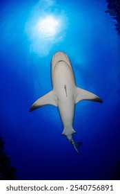 The underside of a reef shark with the sun at its back