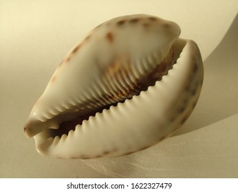 365 Underside shell Images, Stock Photos & Vectors | Shutterstock
