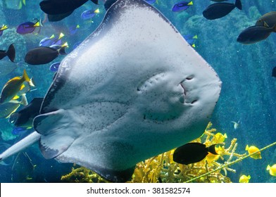 394 Stingray mouth Images, Stock Photos & Vectors | Shutterstock