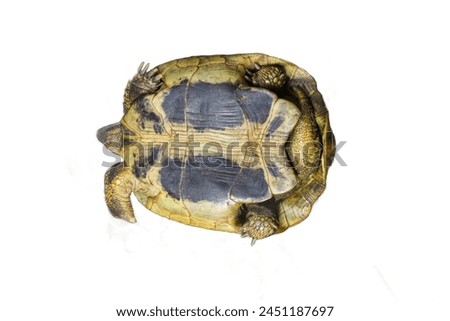 The underside of a tortoise isolated on a transparent background. Ideal for educational illustrations, zoology projects, and wildlife designs.