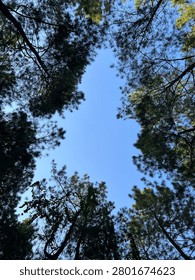 The underside of a tree canopy with green leaves. Gradations and variations of green appear on the tree. The brown branches are visible, forming an interesting and beautiful fractal-like pattern. In the middle of the canopy, a hole opened between the trees showing a beautiful blue sky. Suitable for backgrounds, wallpapers, or to showcase something about a tree, nature, plant, or forest.