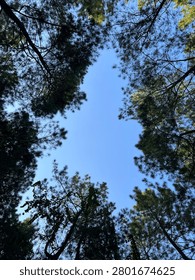 The underside of a tree canopy with green leaves. Gradations and variations of green appear on the tree. The brown branches are visible, forming an interesting and beautiful fractal-like pattern. In the middle of the canopy, a hole opened between the trees showing a beautiful blue sky. Suitable for backgrounds, wallpapers, or to showcase something about a tree, nature, plant, or forest.