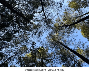 The underside of a tree canopy with green leaves. Gradations and variations of green appear on the tree. The brown branches are visible, forming an interesting and beautiful fractal-like pattern. You can see the blue sky behind among the branches and leaves. Suitable for backgrounds, wallpapers, or to showcase something about a tree, nature, plant, or forest.