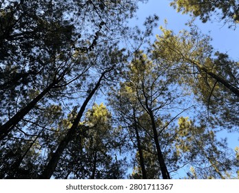 The underside of a tree canopy with green leaves. Gradations and variations of green appear on the tree. The brown branches are visible, forming an interesting and beautiful fractal-like pattern. You can see the blue sky behind among the branches and leaves. Suitable for backgrounds, wallpapers, or to showcase something about a tree, nature, plant, or forest.
