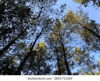 The underside of a tree canopy with green leaves. Gradations and variations of green appear on the tree. The brown branches are visible, forming an interesting and beautiful fractal-like pattern. You can see the blue sky behind among the branches and leaves. Suitable for backgrounds, wallpapers, or to showcase something about a tree, nature, plant, or forest.