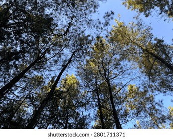 The underside of a tree canopy with green leaves. Gradations and variations of green appear on the tree. The brown branches are visible, forming an interesting and beautiful fractal-like pattern. You can see the blue sky behind among the branches and leaves. Suitable for backgrounds, wallpapers, or to showcase something about a tree, nature, plant, or forest.