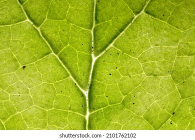 Underside of Veiny Green Leaf Texture Macro
