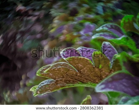 Underside view of a backlit Coleus leaf showing detailed veins and stem structures on a swirly bokeh background