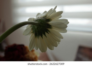 Underside view of a delicate white daisy flower