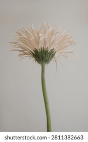 Underside View Of Gerbera Daisy Flower Showing Green Stem And Sepal