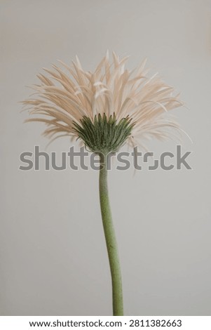 Underside View Of Gerbera Daisy Flower Showing Green Stem And Sepal