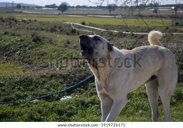Understanding animals, we should not forget that\
they have the right to live on the world, dog (kangal), the best\
friend of humans among\
animals.