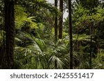 Understory In a Coastal Kauri and Broadleaf Forest