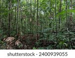 Understory of a dense and untouched area of the brazilian Amazon rainforest. The understory is the layer of vegetation that lies beneath the canopy of trees containing a complex and diverse ecosystem