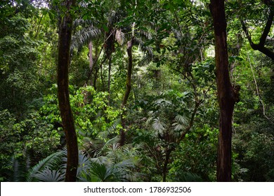 The Understory In The Panamanian Rainforest.