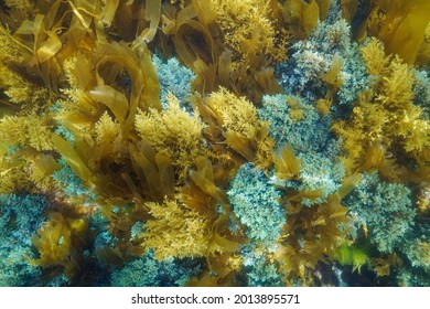 Underwater Algae Seaweeds On The Ocean Floor (Cystoseira And Laminaria), Eastern Atlantic, Spain, Galicia