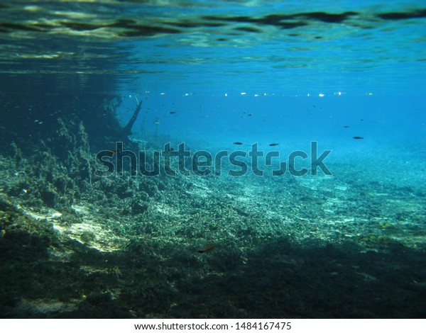 Underwater Amazon Basin Stock Photo Edit Now