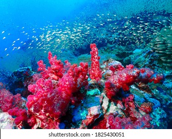 Underwater Animals Lives Under The Sea. Rich Ecosystem With Sea Slug Nudibranch And Lion Fish. Fantastic Leisure As Scuba Diving In Pacific Ocean. Dream Of Divers To Take Macro Marine Life.