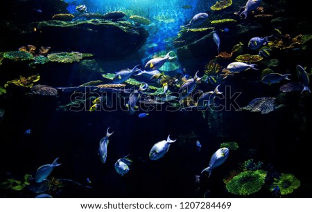 Similar – Image, Stock Photo fisheye Green Buoy Ocean