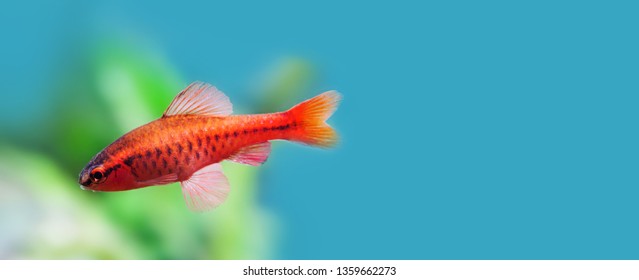 Aquarium Eau Douce Images Stock Photos Vectors Shutterstock