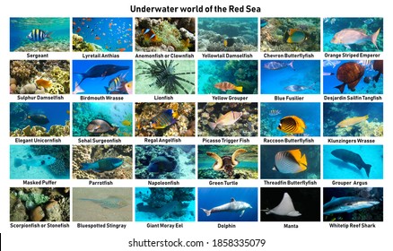 Underwater Atlas Marine Life Identification Guide Stock Photo ...