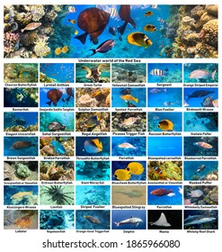 Underwater Atlas Marine Life Identification Guide Stock Photo ...