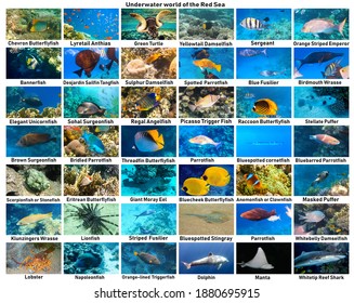 3,014 Sea Animals Collage Images, Stock Photos & Vectors | Shutterstock