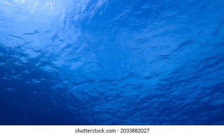 Underwater Background - Blue Water Backdrop. Aqua Marine Abstract Nature. Looking Up From Under Water Indo Pacific - Indian Ocean With Sunlight And Fishes On Sea Surface.