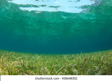 Underwater Background In Sea With Seagrass And Sunlight