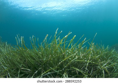 Underwater Background Seaweed Stock Photo 288592253 