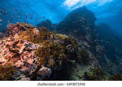 Underwater the beautiful in this world - Shutterstock ID 1493871950