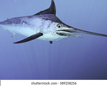 Underwater Black Marlin