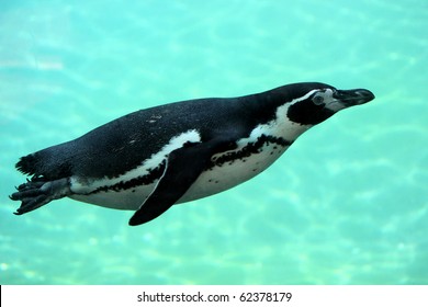 Underwater black and white swimming spheniscuc humboldti penguin in a clear green water