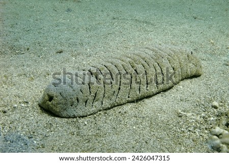 Underwater bottom dwelling animal - sea cucumber (Holothuroidea) on the sandy seabed. Tropical widlife in the ocean, underwater photography from scuba diving.