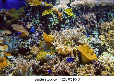 Underwater Bottom Landscape With Corals And Blue Surgeon Fishes. Big Finger Leather Coral And Cabbage Leather Coral.