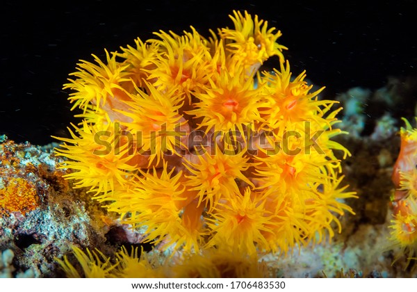 水中ブーケ サンゴの種 デンドロフィリアは 美しい黄色い花に似ています 昼間 彼らの触手はポリープの中に隠れている 夜潜り の写真素材 今すぐ編集