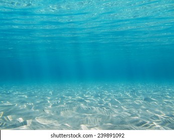 Underwater in the Caribbean sea on a shallow sandy seabed with sunlight through water surface, natural scene - Shutterstock ID 239891092